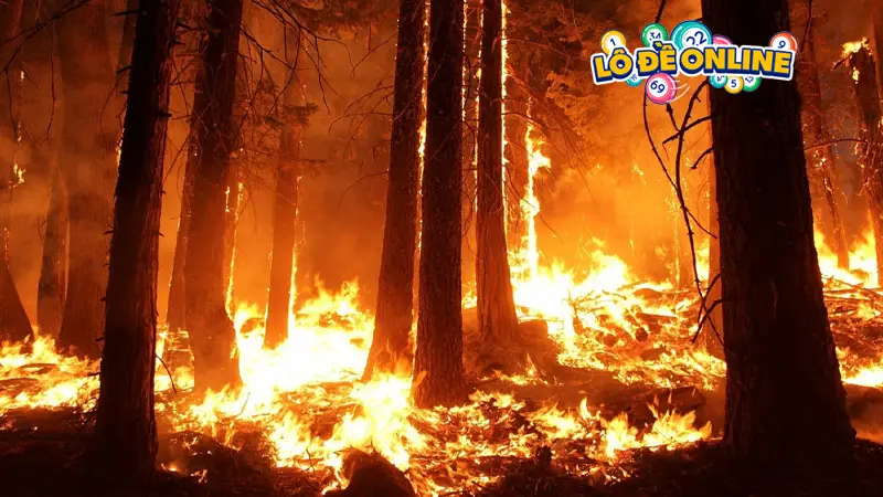 Mơ thấy lửa làm rừng cháy lớn